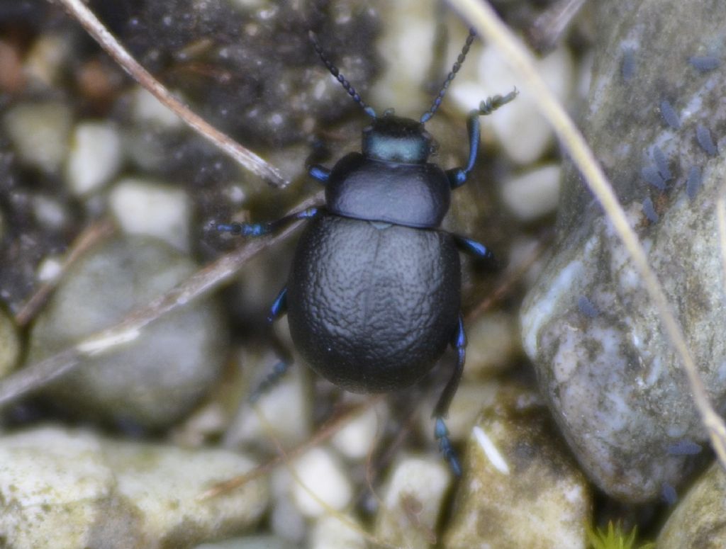 Timarcha tenebricosa? No, T. pratensis, Chrysomelidae